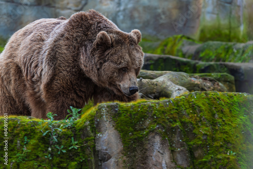 Wallpaper Mural photograph of a brown bear in nature Torontodigital.ca