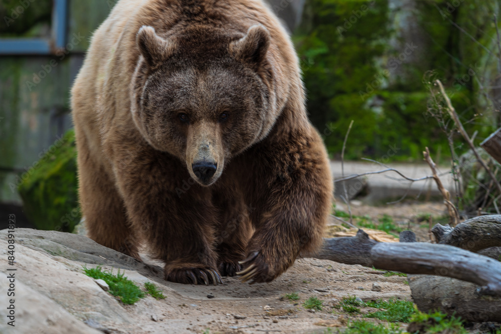 photograph of a brown bear in nature photograph of a brown bear in nature