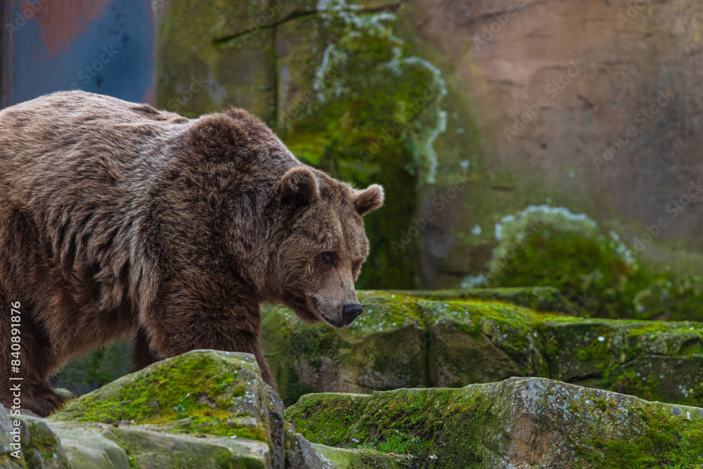 photograph of a brown bear in nature photograph of a brown bear in nature