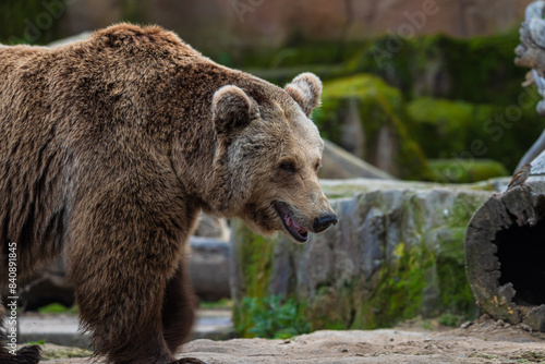 Wallpaper Mural photograph of a brown bear in nature Torontodigital.ca