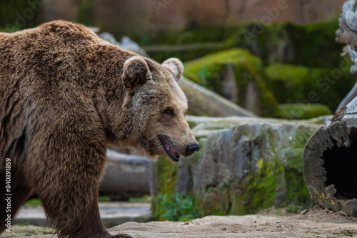 Wallpaper Mural photograph of a brown bear in nature Torontodigital.ca