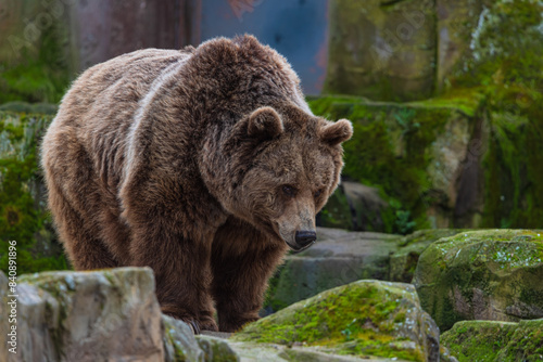 Wallpaper Mural photograph of a brown bear in nature Torontodigital.ca