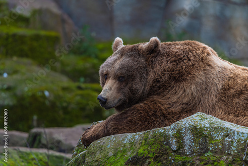Wallpaper Mural photograph of a brown bear in nature Torontodigital.ca
