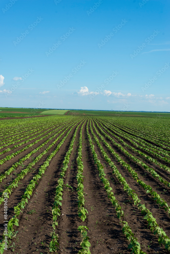 Rows of young sunflower plants growing on a vast field with dark fertile soil Rows of young sunflower plants growing on a vast field with dark fertile soil
