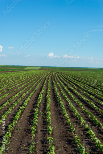 Rows of young sunflower plants growing on a vast field with dark fertile soil