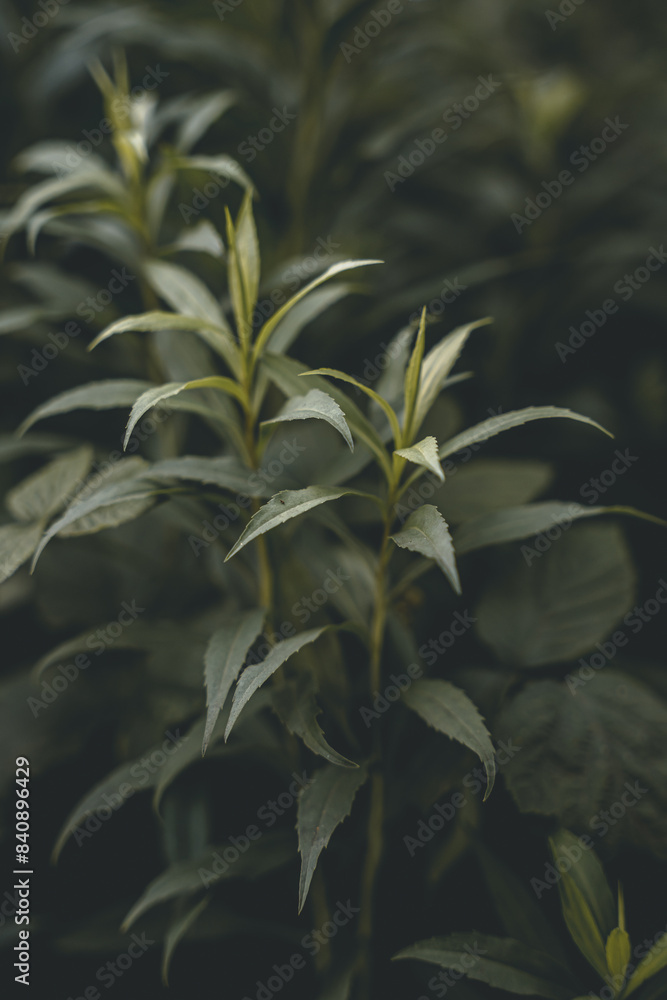 Close-up Plant Flower Flora Leaves Nature Close-up Plant Flower Flora Leaves Nature