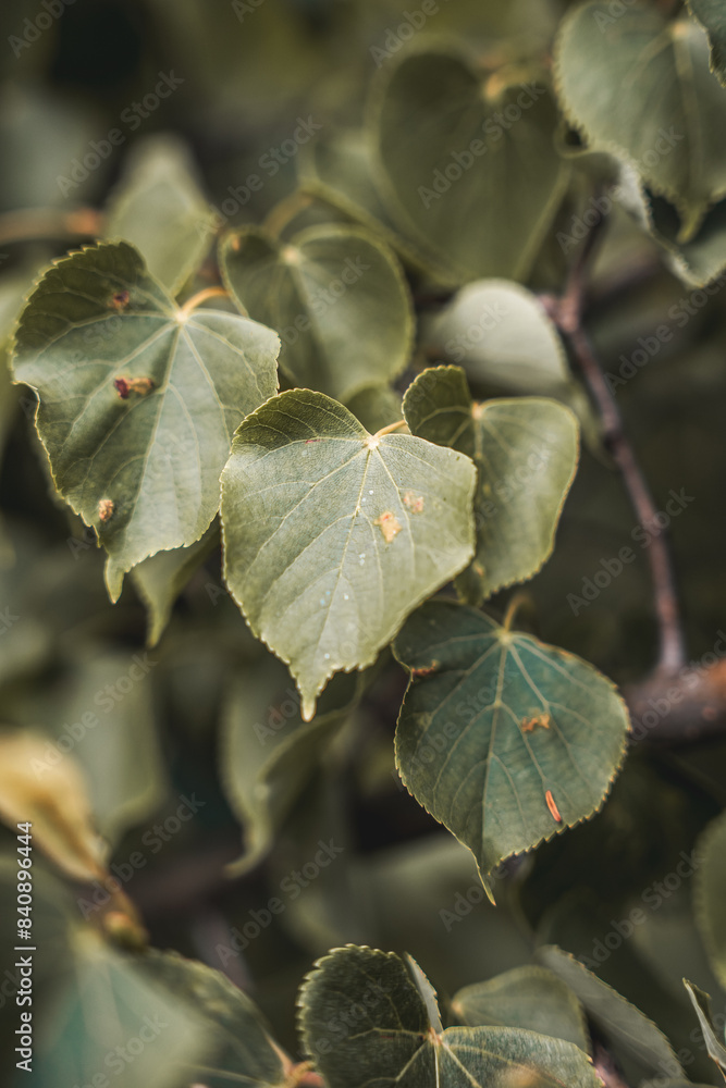 Close-up Plant Flower Flora Leaves Nature Close-up Plant Flower Flora Leaves Nature