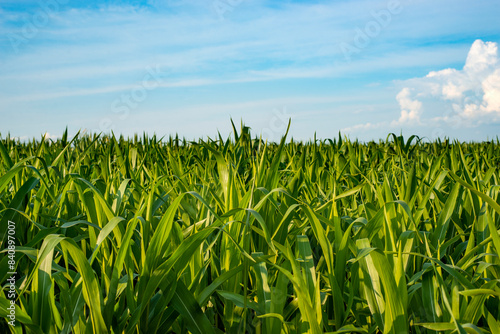 Field of young green corn