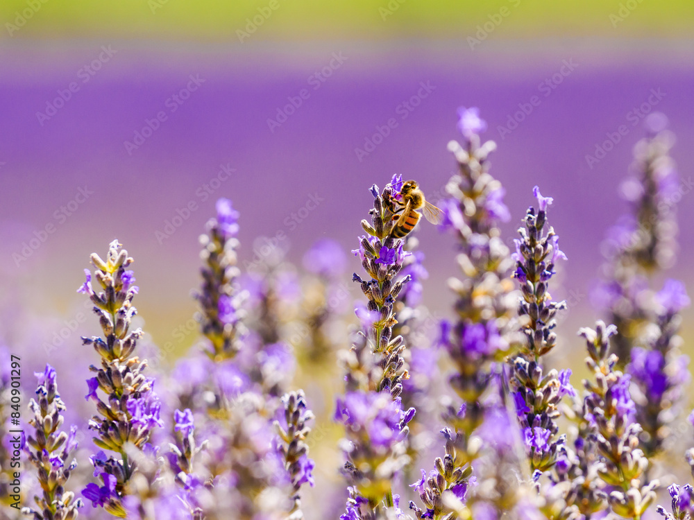 Naklejka premium Lavender flower with bee, Provence France