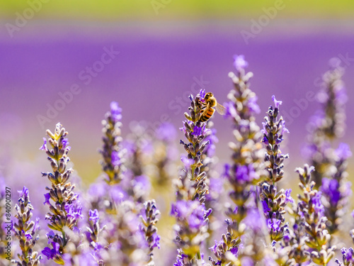 Lavender flower with bee  Provence France