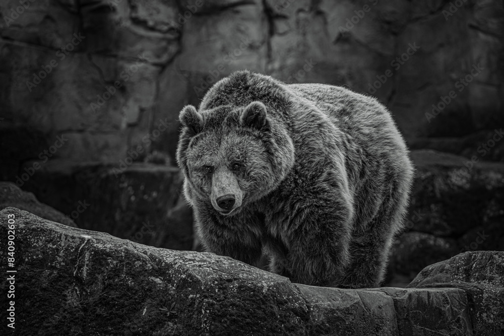 black and white photographs of a brown bear in the wild black and white photographs of a brown bear in the wild