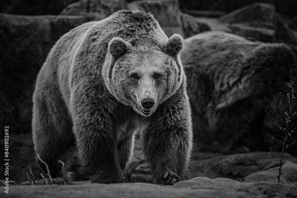 black and white photographs of a brown bear in the wild black and white photographs of a brown bear in the wild