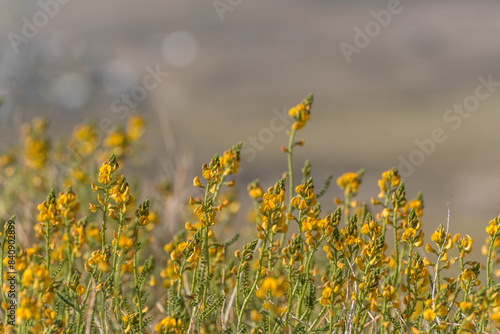 A field of yellow paramela, adesmia boronioides, flowers with a blurry background