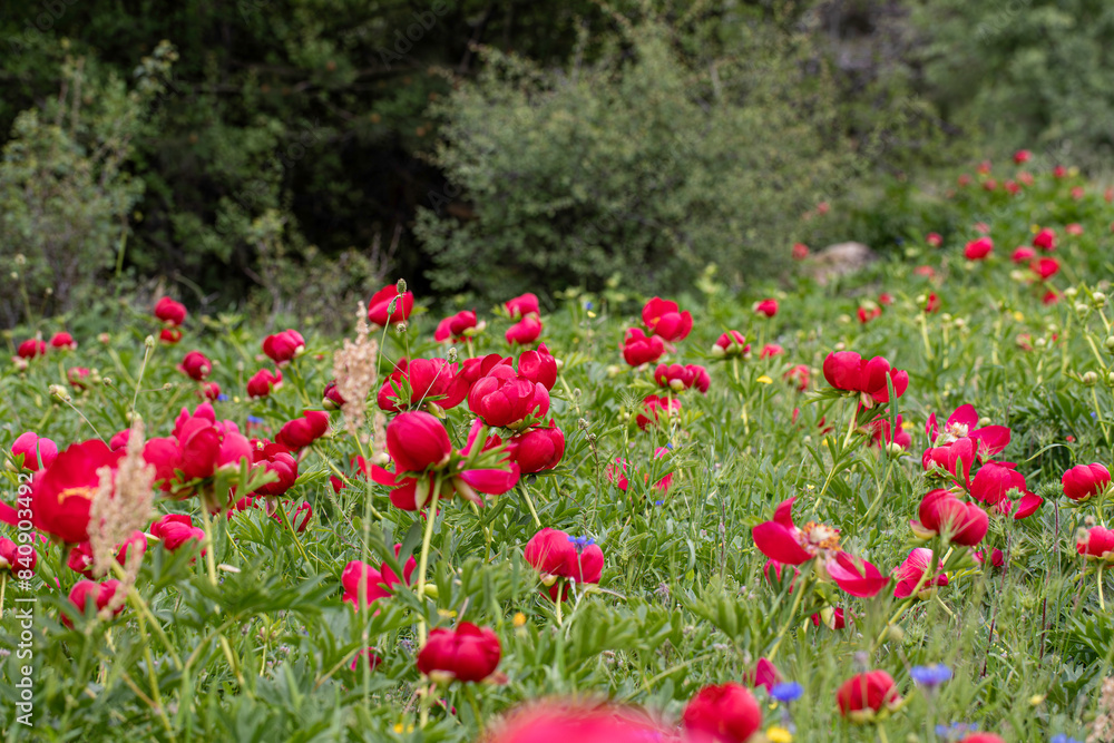 Izmir - Wild peony (Paeonia peregrina romanica) in the forest on Nif mountain. Izmir - Wild peony (Paeonia peregrina romanica) in the forest on Nif mountain.