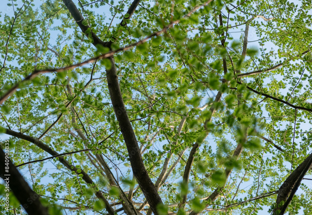 Branches trees with fresh greens of fresh leaves against a background of blue sky, full frame. Springtime. blurred foreground 