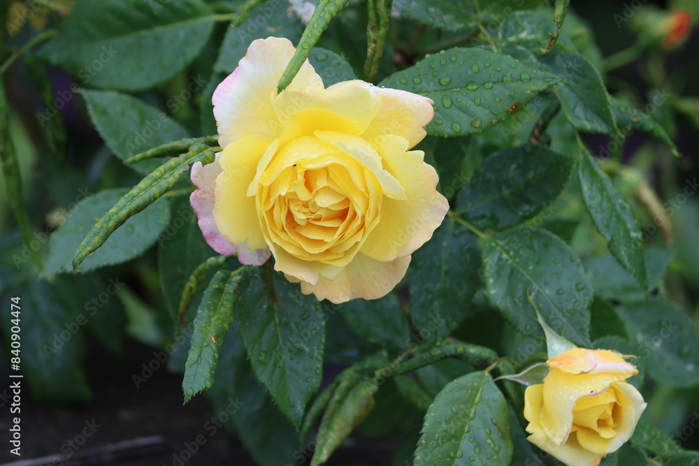 Sweden. The Peace rose, formally Rosa 'Madame A. Meilland', is a well-known and successful garden rose. By 1992, over one hundred million plants of this hybrid tea had been sold. Sweden. The Peace rose, formally Rosa 'Madame A. Meilland', is a well-known and successful garden rose. By 1992, over one hundred million plants of this hybrid tea had been sold.