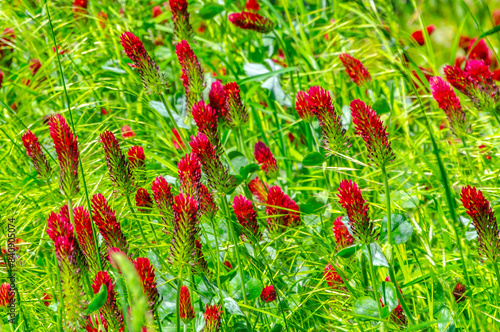 red flowers and green grass field photo wallpaper pattern background tile 