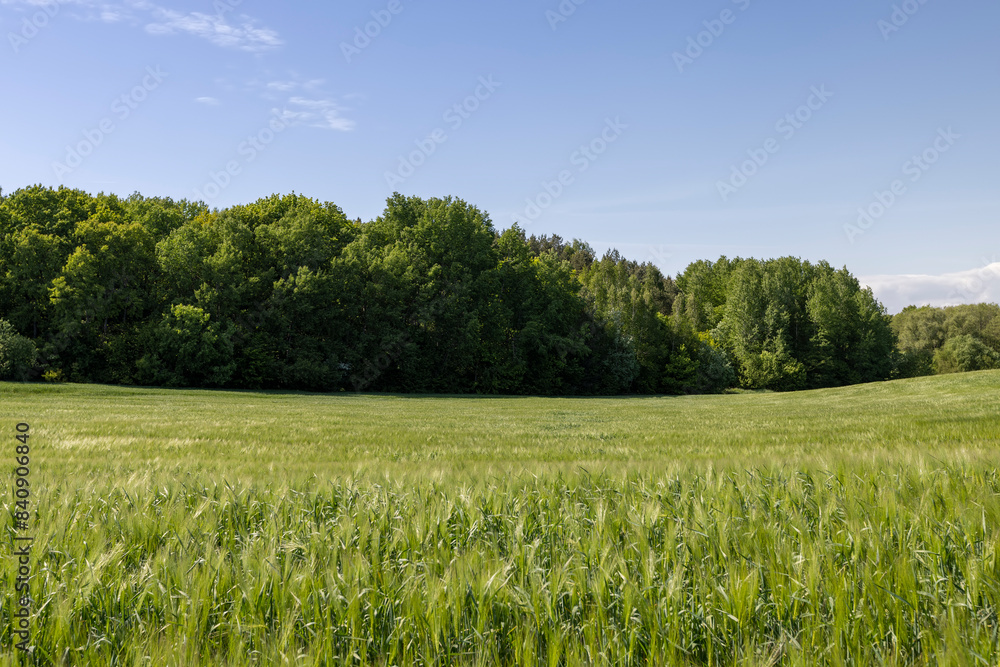 Fototapeta premium a field with green unripe barley in spring in windy weather