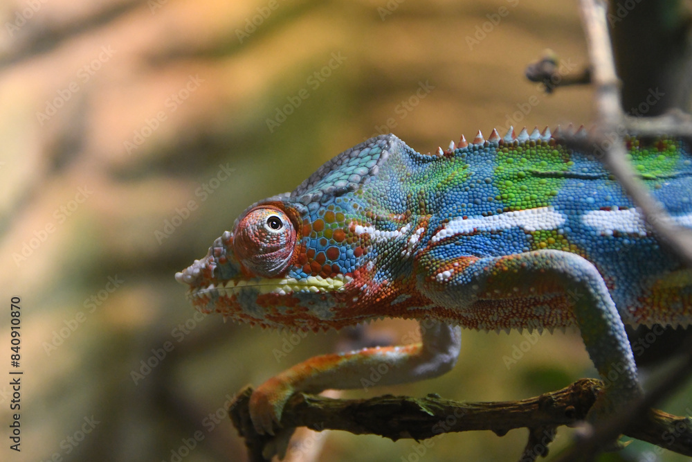 A colorful panther chameleon on a branch A colorful panther chameleon on a branch