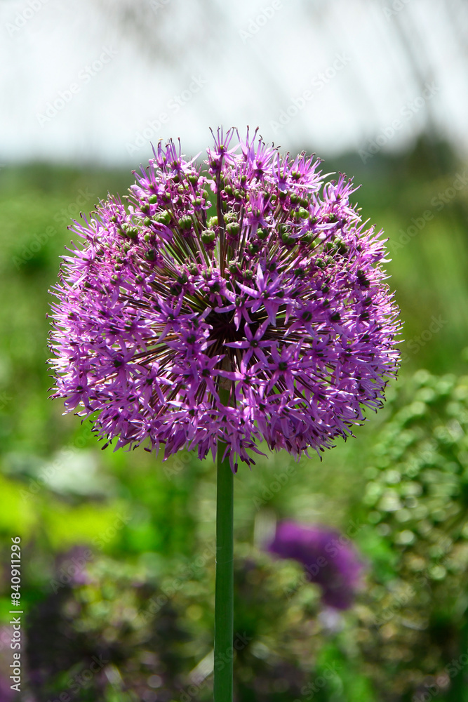 Fototapeta premium The head of a large purple flower (Allium Hollandicum ) against a green background on a sunny day 