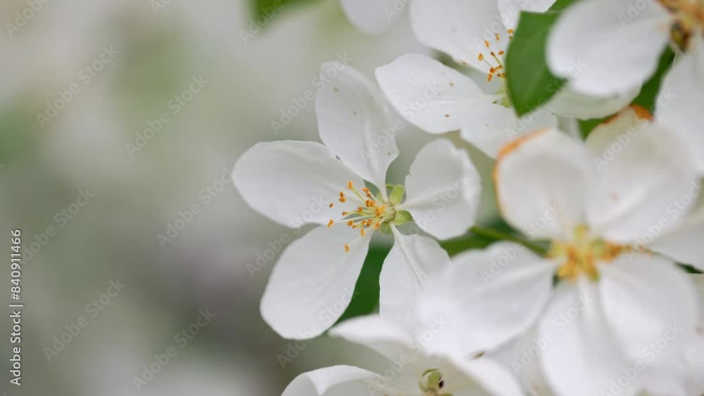 White apple blossoms moving in the breeze on a spring day White apple blossoms moving in the breeze on a spring day
