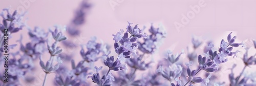 A solid soft lavender background that offers a serene and calming visual for showcasing products or objects in the foreground. The gentle lavender hue adds a touch of elegance and tranquility  making