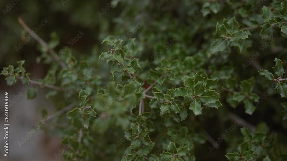 Close-up of ilex aquifolium, common european holly bush with green, prickly leaves, suitable for christmas decor. Close-up of ilex aquifolium, common european holly bush with green, prickly leaves, suitable for christmas decor.