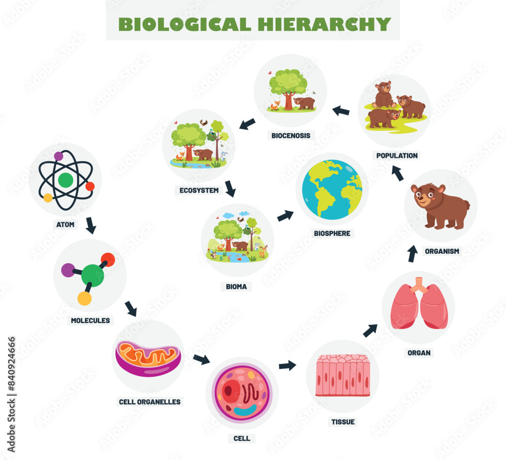 Fototapeta Infographics Of The Biological Hierarchy