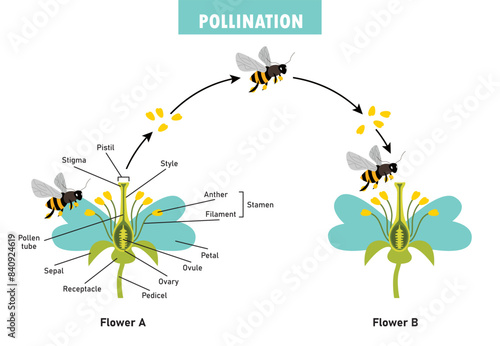Diagram Showing Pollination With Flower And Bee