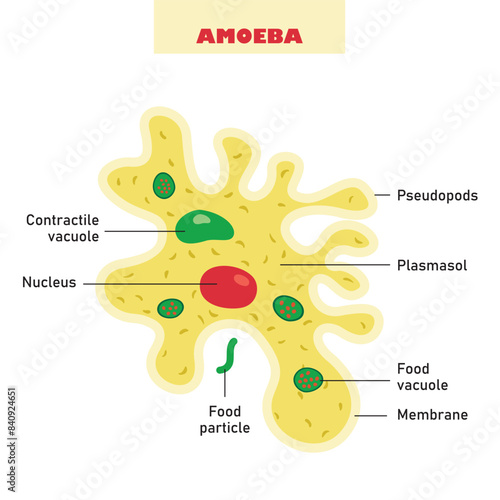 The Biological Structure Of Amoeba