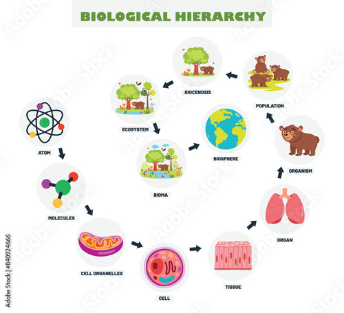 Infographics Of The Biological Hierarchy