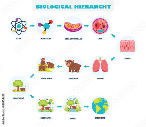 Infographics Of The Biological Hierarchy