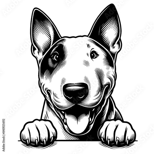 Hand drawn Bull Terrier portrait, vector sketch isolated on white background.	