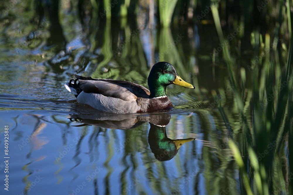 Fototapeta premium duck on the water