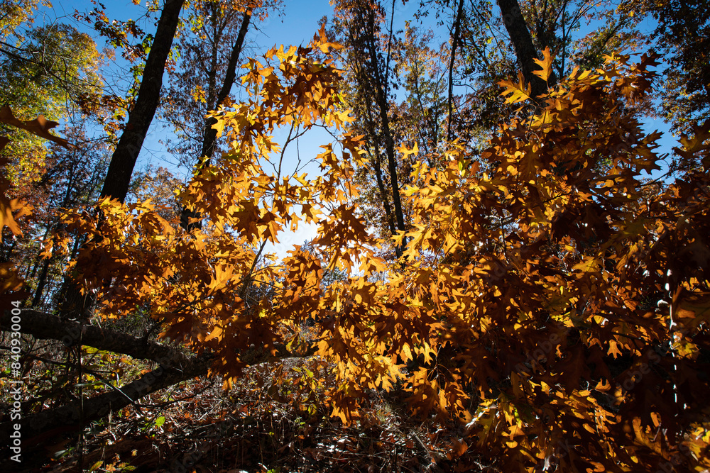 Fototapeta premium Brilliant Autumn Leaves