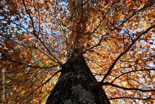 Brilliant Fall Tree Colors