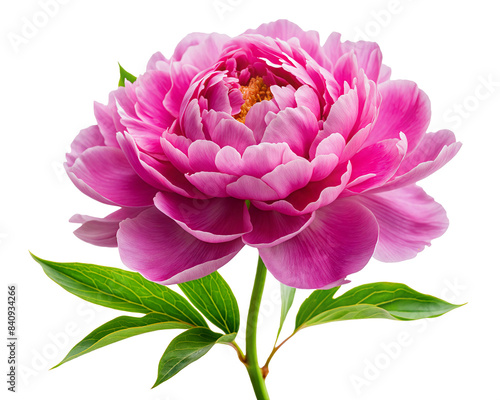 Fototapeta Naklejka Na Ścianę i Meble -  A vibrant pink peony in full bloom, featuring lush, ruffled petals and fresh green leaves, highlighting its rich color and intricate texture. transparent background