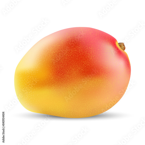 Vector image of mango fruit on a white background.