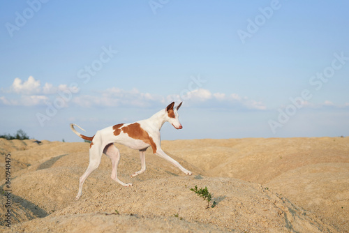 A slender Ibizan Hound dog strides elegantly across a sandy terrain, its distinctive coat and poised ears catching the eye