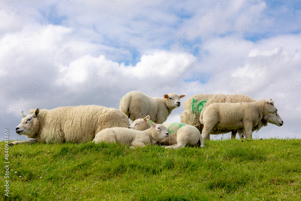 Fototapeta premium Typical spring landscape of Texel island, Flock of domestic sheep with newborn lambs standing and nibbling grass on the field, Open farm with green meadow on the dike wall, Noord Holland, Netherlands.