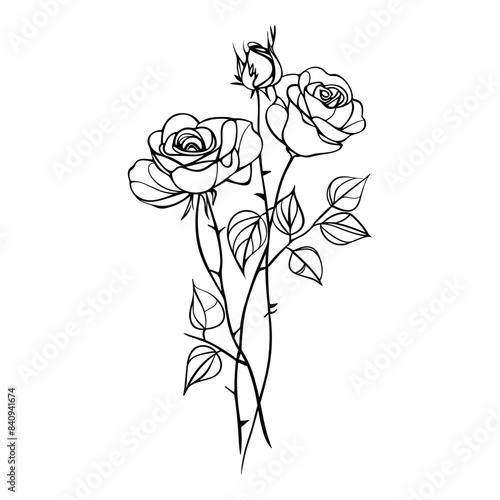 Blossom roses on stem with leaves, line drawing. Flowers in engraving style. Hand drawn realistic open rosebuds