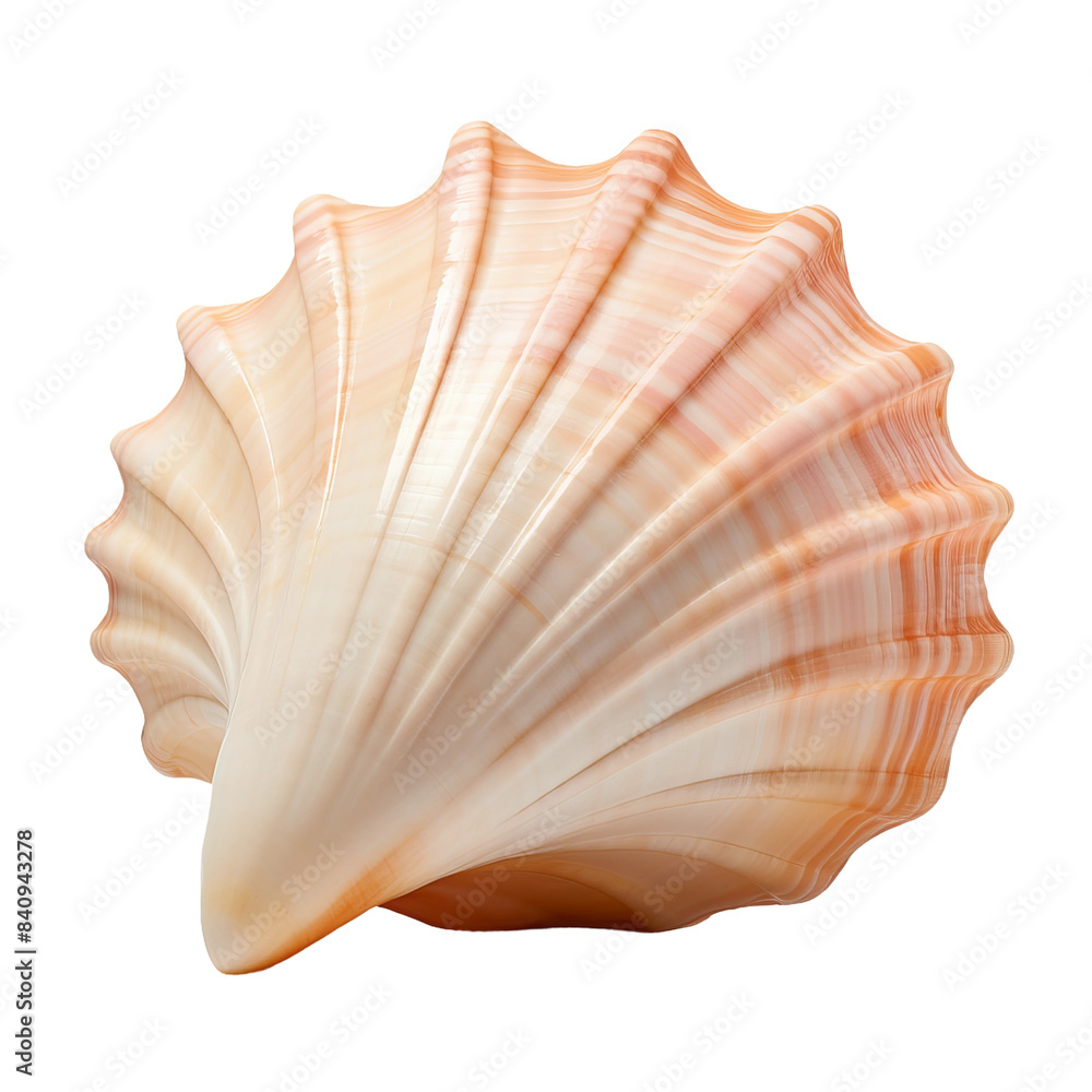sea shell isolated on white sea shell isolated on white