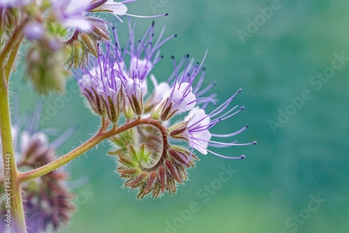 Spiral arrangement of purple flowers in close-up against a blurred background, lacy phacelia (Phacelia tanacetifolia) also called tufted beauty, tufted flower or bee friend, Wismar photo