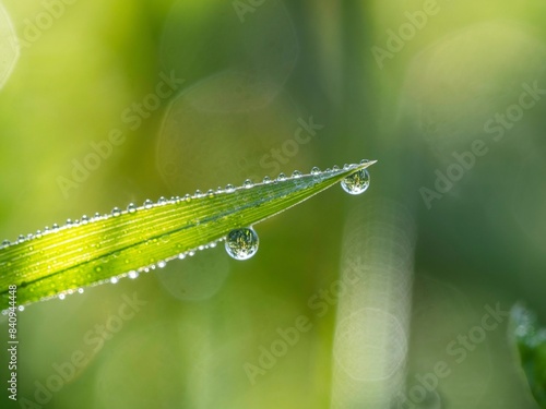 Dewdrops on a blade of grass, Ratten, Styria, Austria, Europe photo