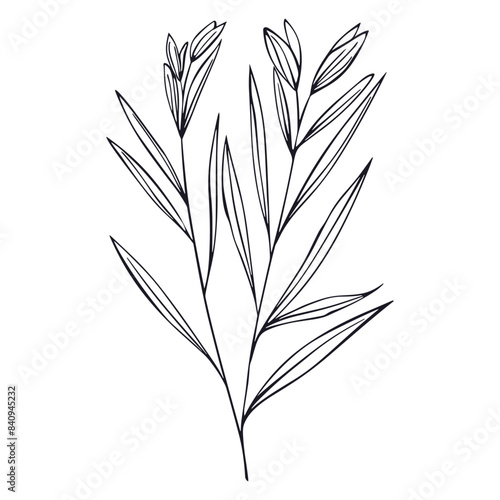Lemongrass ,or lemongrass, cymbopogon, simple line drawing. Silky heads, citronella grass. Hand drawn vector illustration