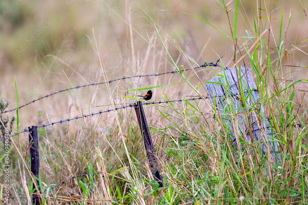 red-backed fairywren fairy wren bird, male, Malurus melanocephalus, perched on barbed wire fence, Queensland Australia red-backed fairywren fairy wren bird, male, Malurus melanocephalus, perched on barbed wire fence, Queensland Australia