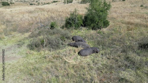 Wild Hippopotamus At Rustenburg In North West South Africa. African Animals Landscape. Pilanesberg National Park. Rustenburg At North West South Africa. Big Five Animals. Wildlife Safari.