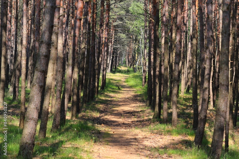 Obraz premium Forest path among pine trees