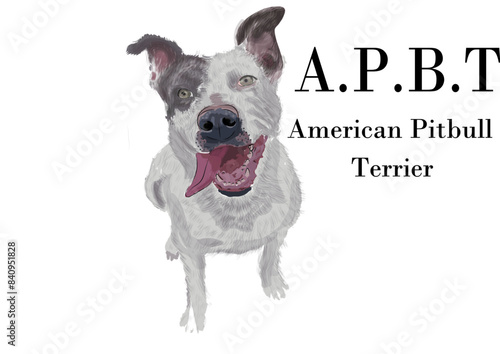 APBT, American pitbull terrier, Pitbull, mascota, canino, perro, raza, animal domestico, Cachorro, ilustración color, dibujo perro, ilustración pitbull a color.