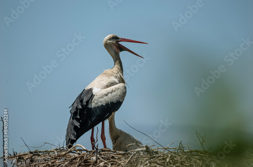 Storks return to the same nest every year and raise their babies, Avsar village Soke photo